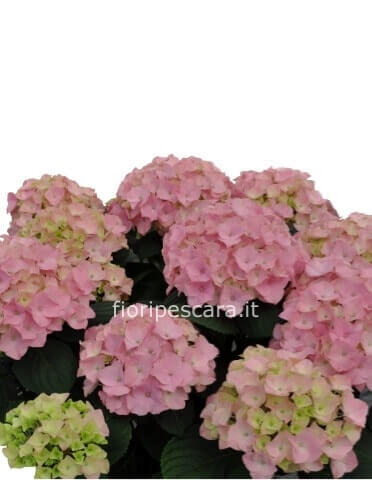 Pianta di ortensia vasi colori