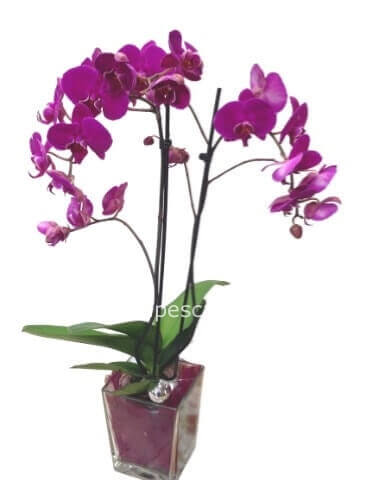 Pianta di Phalaenopsis, diversi colori.