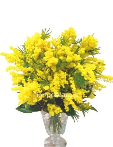 Bouquet di mimosa standard