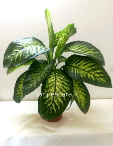 Dieffenbachia