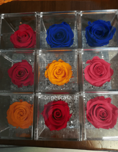 Rosa stabilizzata  vari colori