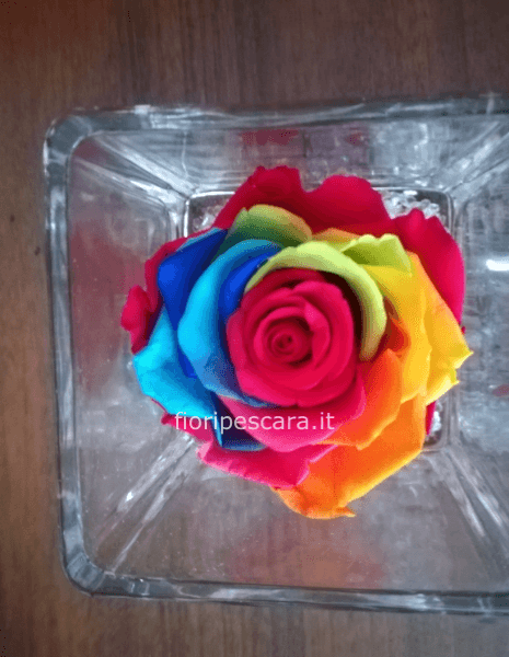 Rosa stabilizzata rainbow