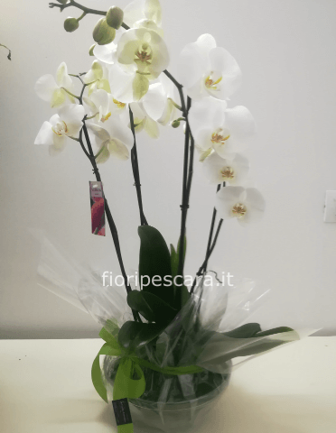 pianta phalaenopsis 4 rami in vaso di vetro