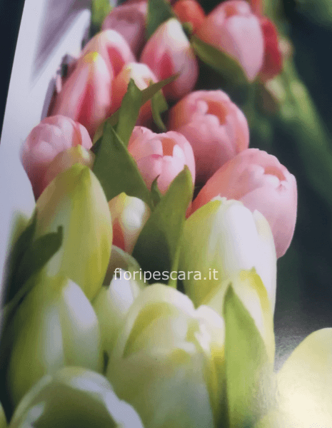 Bouquet di tulipani colori disponibili standard